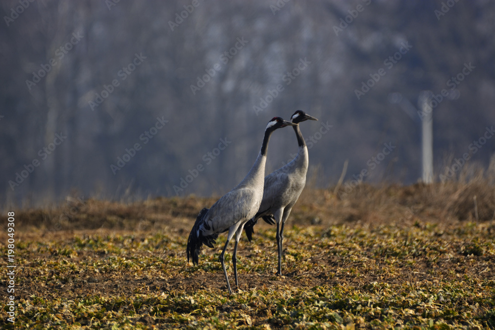 Fototapeta premium cranes on the field