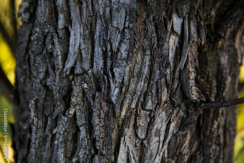 The bark of an old tree nature texture