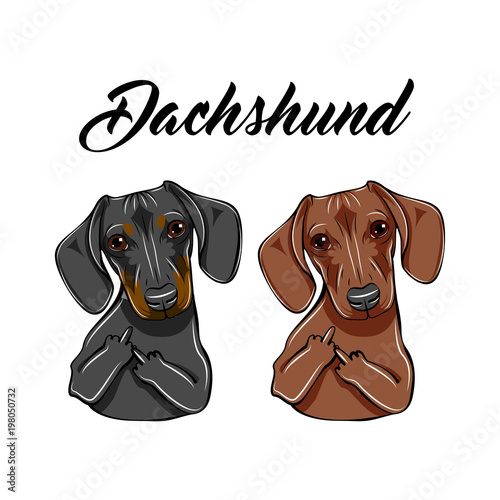Dachshunds with middle fingers. Dogs with gesture. Vector.