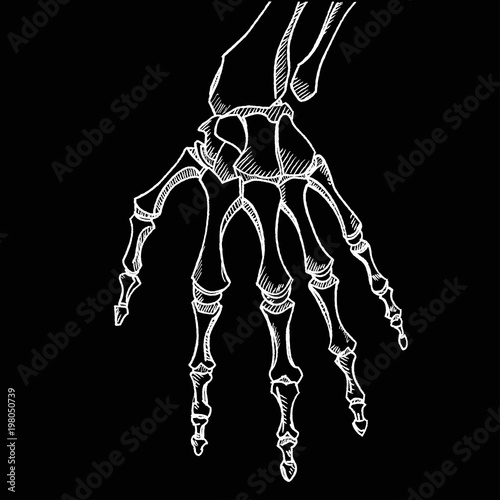Skeleton hand vector. Sketch with hand bones isolated on white background.