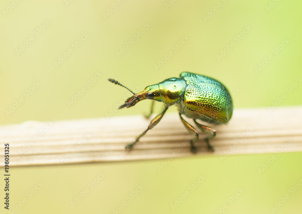 beetle beetle