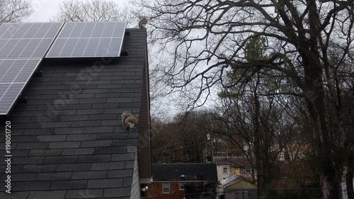 Fotografi 2 squirrels looking sneaky on my garage roof