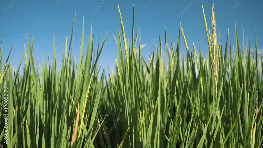 Green fresh rice with spikes - paddy field close up. Shot with Sony a7s on slider on sunny morning with blue sky. Green fresh rice with spikes - paddy field close up. Shot with Sony a7s on slider on sunny morning with blue sky.