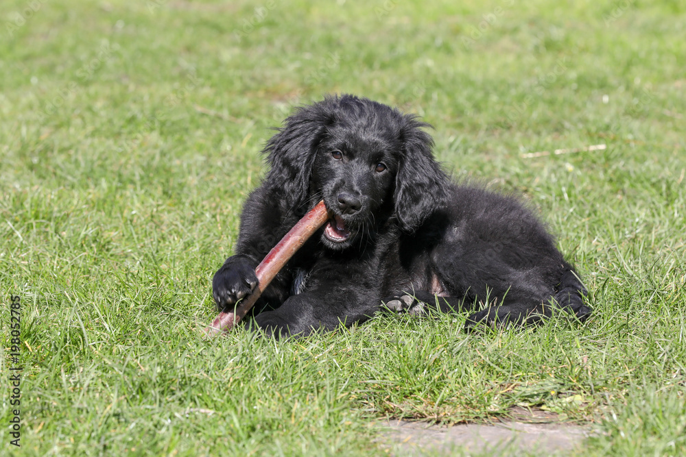Fototapeta premium A young dog in a garden