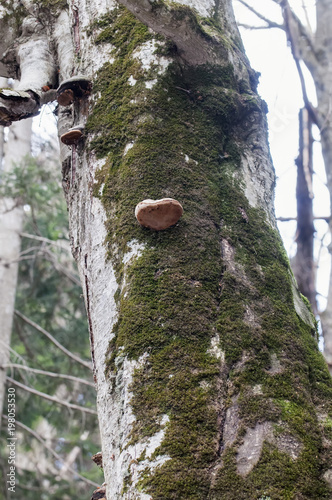 Brown mushroom on the tree. Wood mushrooms. Brown mushrooms on a tree. Mushroom hats close up. Tree background. photo