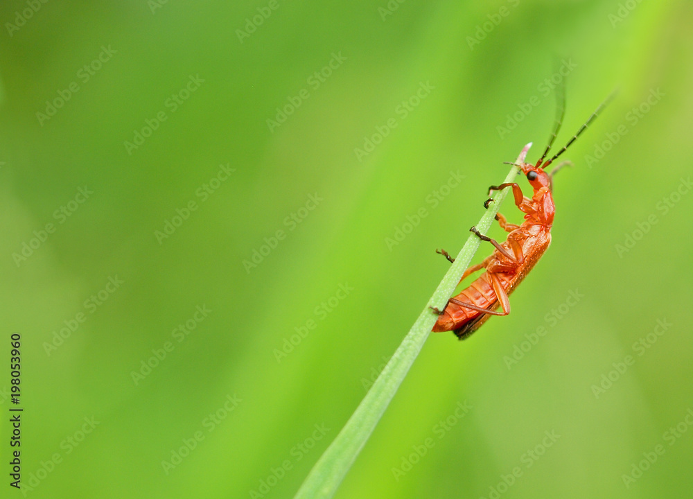 beetle beetle