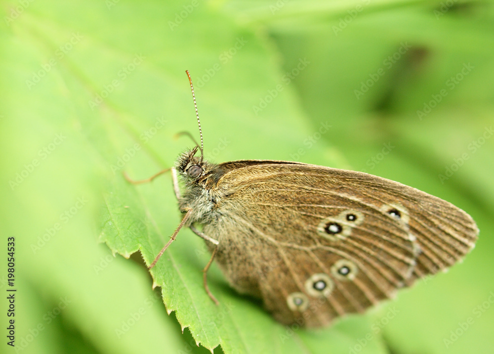 butterfly butterfly