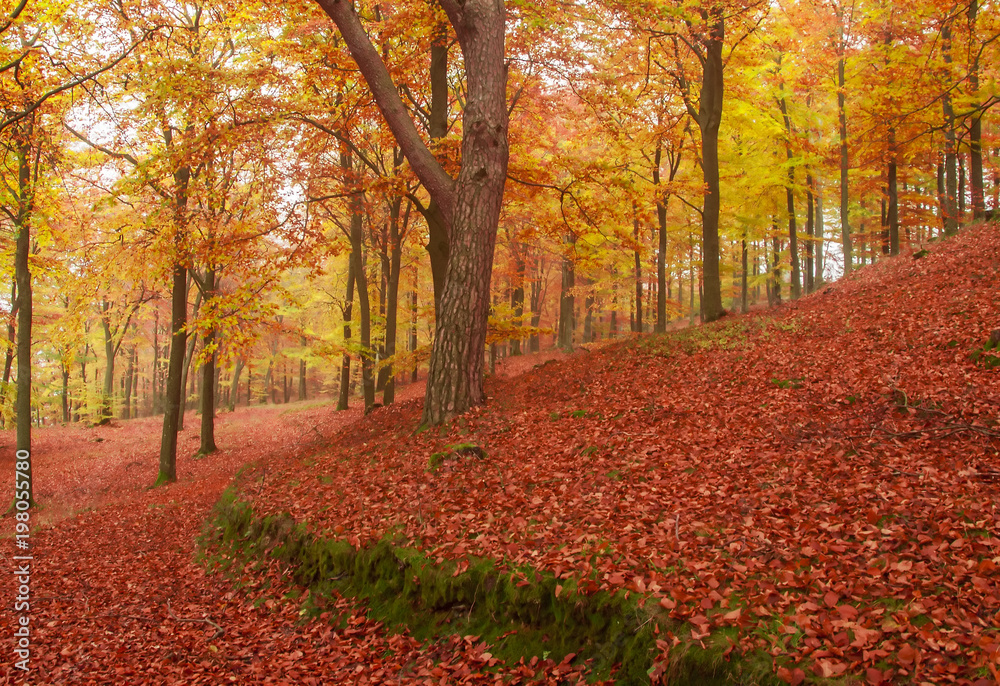 red forest red forest