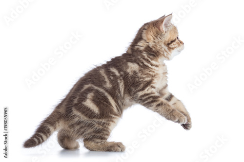 Cat kitten is jumping. Side view isolated on a white background.