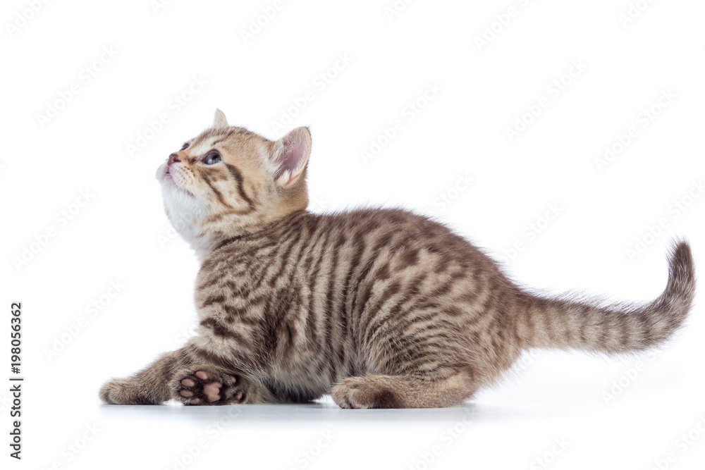 Cat kitten is jumping. Side view isolated on a white background.