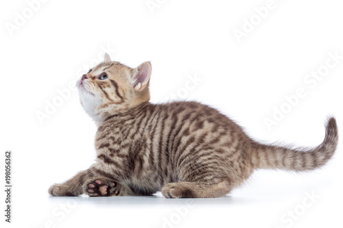 Cat kitten is jumping. Side view isolated on a white background.