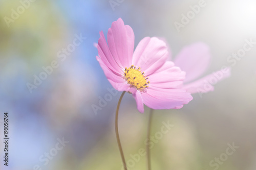 Summer floral background with pastel colors. Selective focus  space for text.