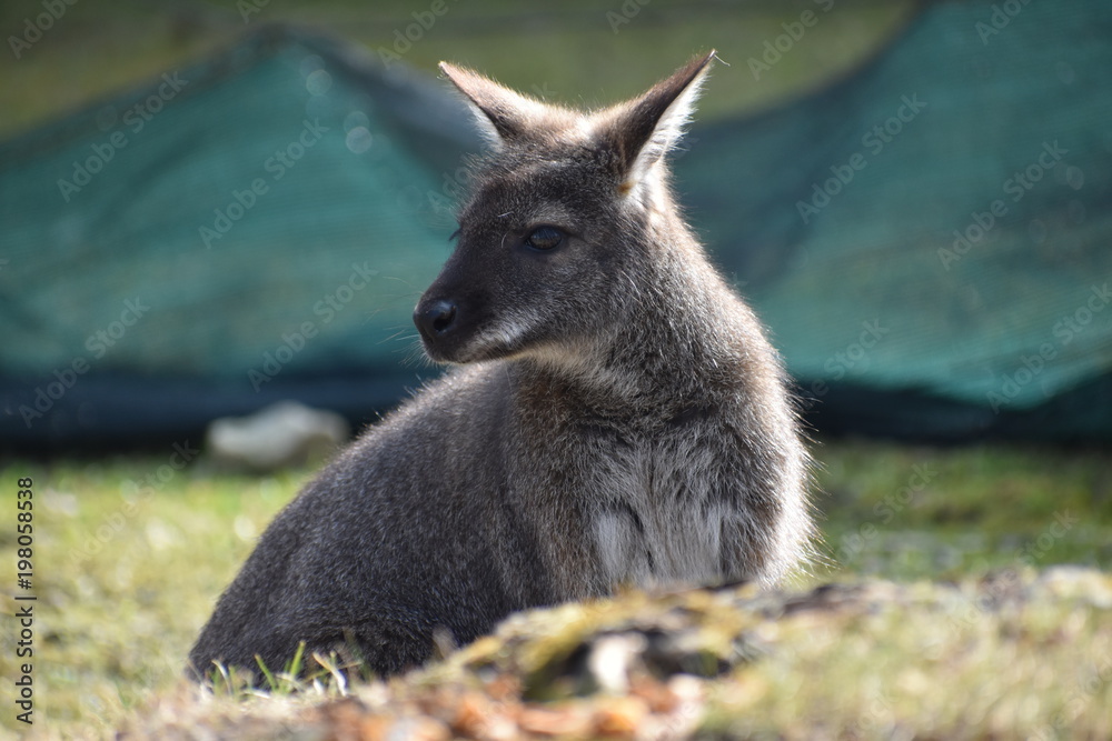 Fototapeta premium Closeup of a cute brown Kangaroo sitting on a green meadow