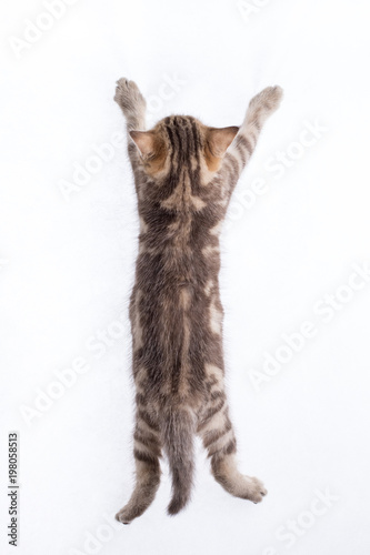 Fototapeta Naklejka Na Ścianę i Meble -  rear view of funny tabby cat kitten isolated on white