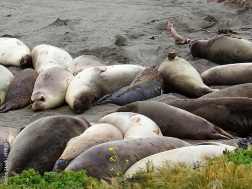 Horde of sleeping elephant seals and sea lions on the shore of the California coast - Road Trip Down Highway 1 Discovery Route Along the California Coast