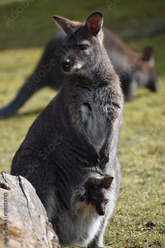 Big brown kangaroo mom with a cute baby in her bag © places-4-you
