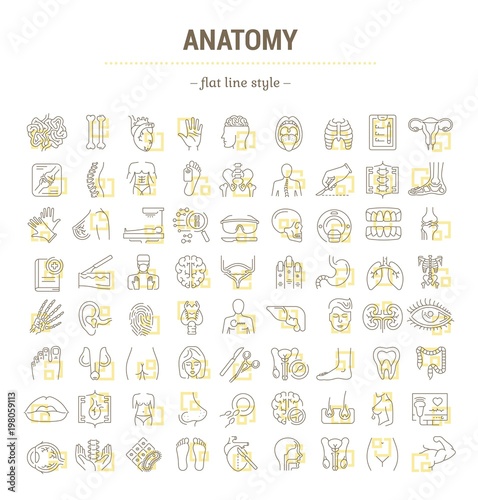 Vector graphic set. Icons in flat, contour, thin, minimal and linear design. Science of anatomy. Study and structure of human internal organs. Concept illustration for Web site. Sign, symbol, element.
