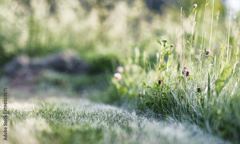 Landscape is summer. Green trees and grass in a countryside land Landscape is summer. Green trees and grass in a countryside land