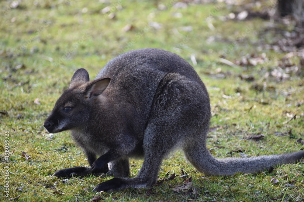 Closeup of a cute brown Kangaroo sitting on a green meadow