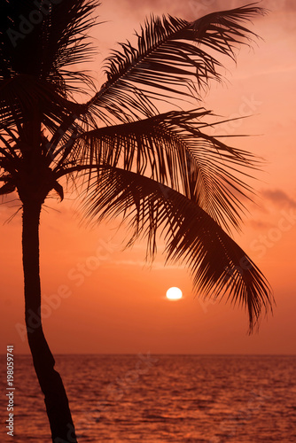 Palm trees silhouette at sunset tropical beach. Orange sunset.