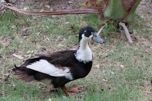 Dark brown and white color of duck standing on the greensward. It is a waterbird with a broad blunt bill, short legs, webbed feet, and a waddling gait.