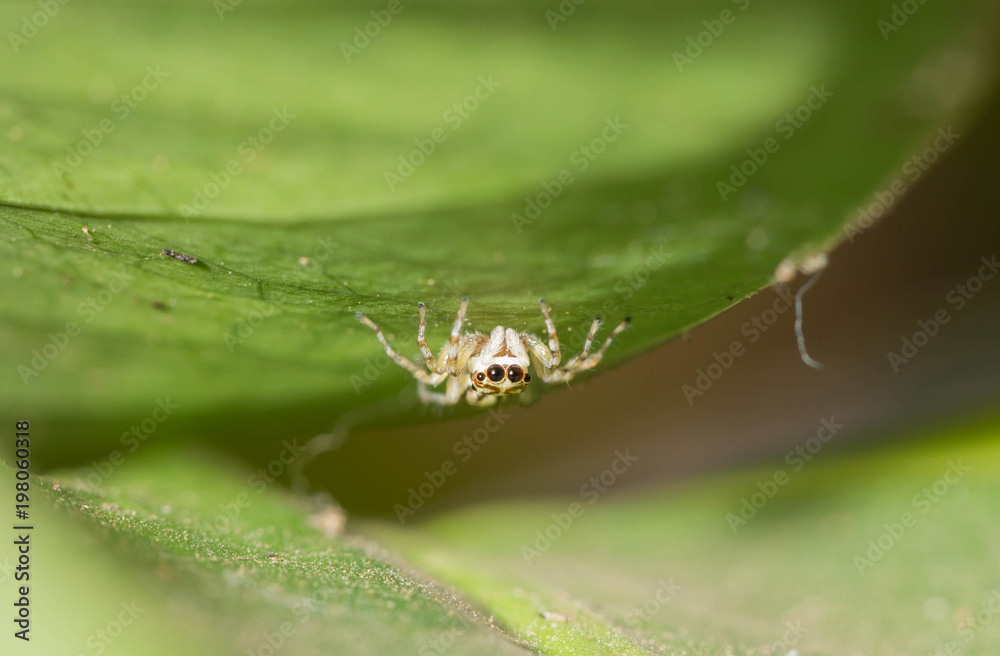 Fototapeta premium spider