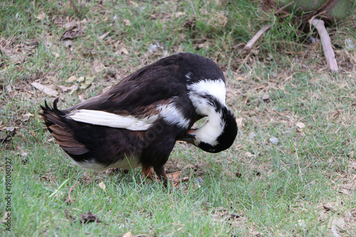 Dark brown and white color of duck standing and cleaning the feather on the greensward. It is a waterbird with a broad blunt bill, short legs, webbed feet, and a waddling gait.