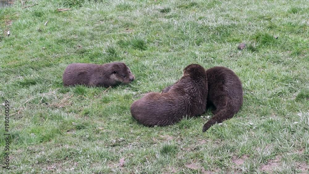 Eurasian otter (Lutra lutra). Family playing on grass bank.