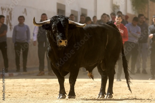 bull in spanish © juan