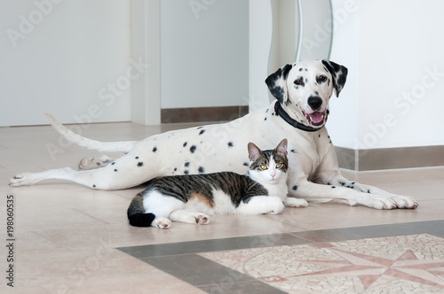 Cat and Dalmatian dog lying side by side and huggle together photo