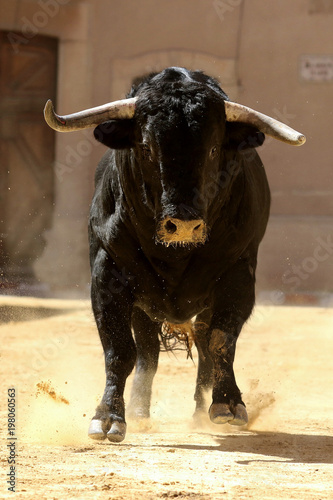 bull in spanish