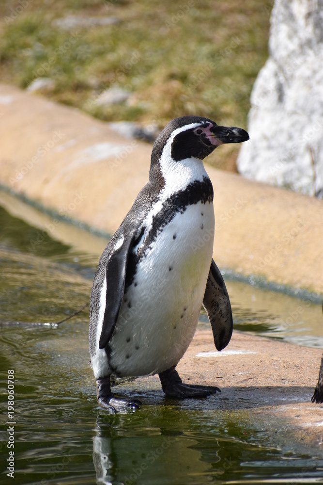 Naklejka premium A little penguin is standing on the shore of a lake in Kassel, Germany