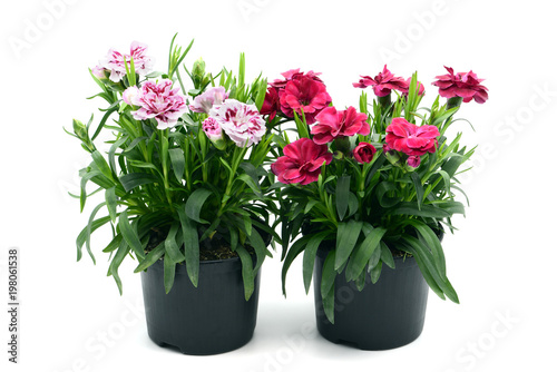 purple pink dianthus flower in flowerpot. potted on white isolated background photo