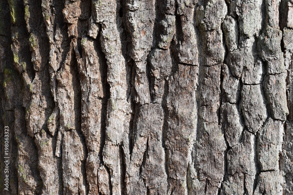 Obraz premium Closeup of a brown tree bark