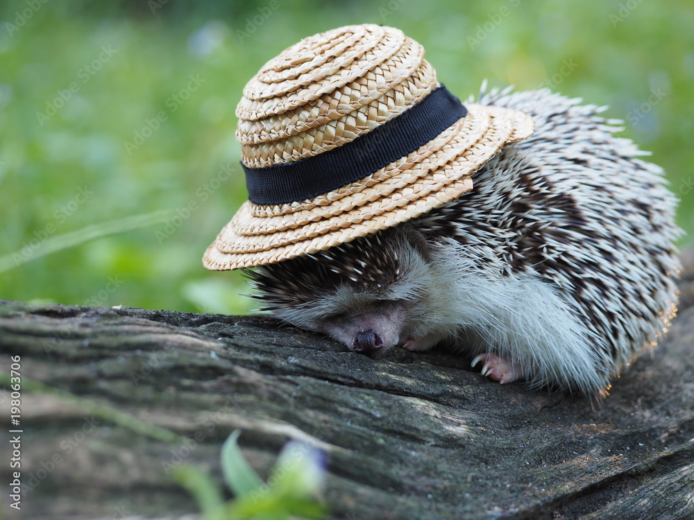 hedgehogs in hats