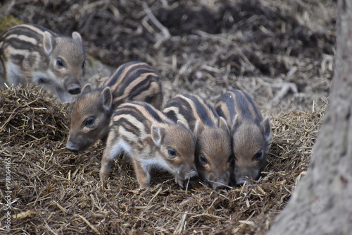 Closeup of cute striped young wild brown boars in a forest in Germany photo