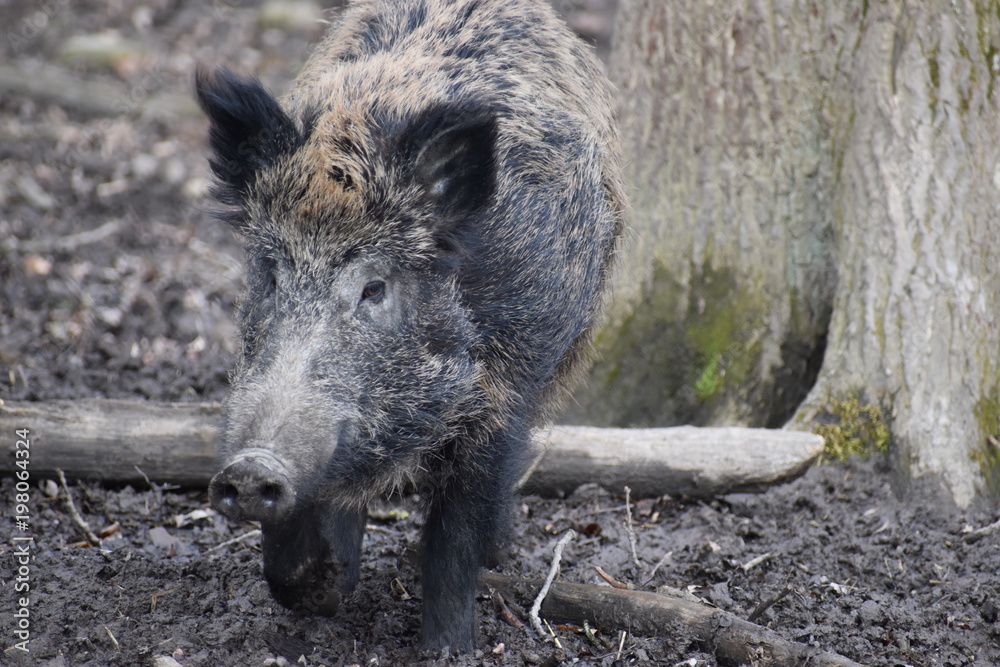 Closeup of a dark brown wild boar Closeup of a dark brown wild boar