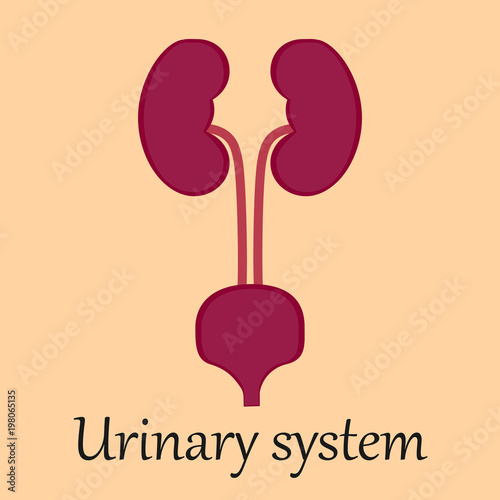 Urinary Sistem.