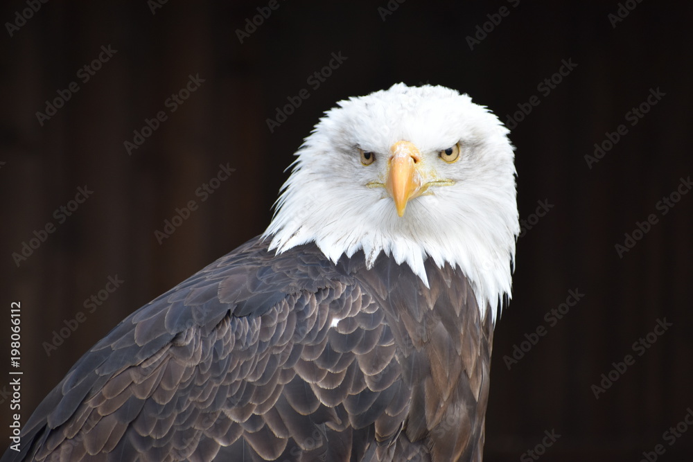 Fototapeta premium Wonderful majestic portrait of an american bald eagle