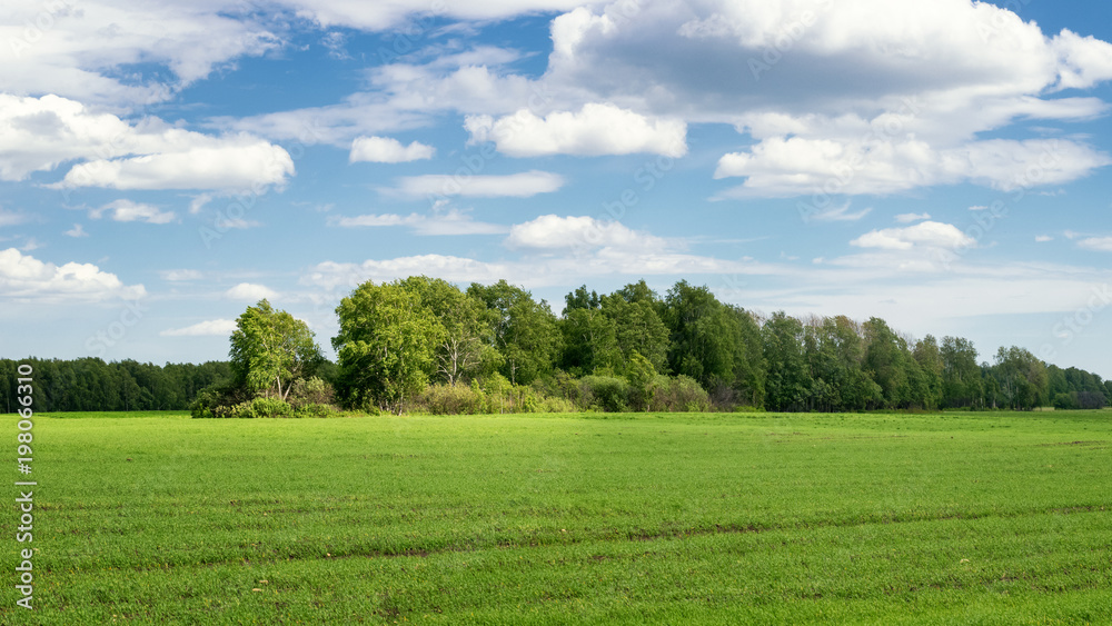 Obraz premium landscape with birch grove in the field in summer, Russia