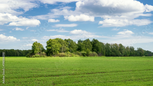 landscape with birch grove in the field in summer, Russia