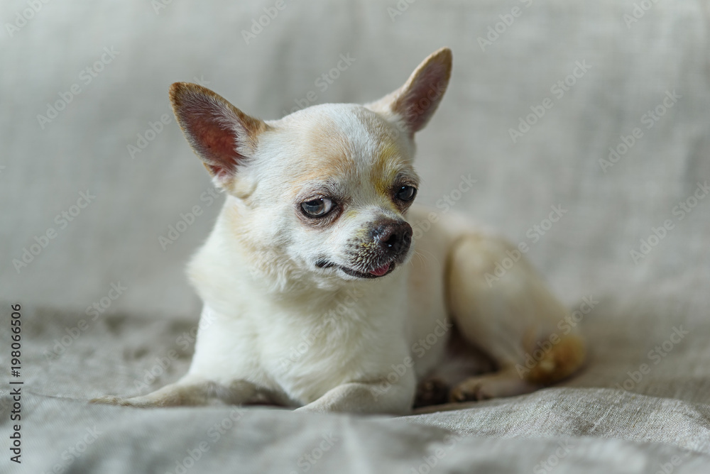 portrait of a chihuahua on a gray background