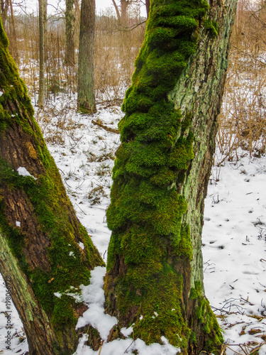 two trunks of trees covered with green moss photo