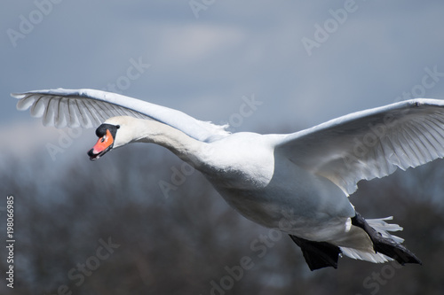 Swan In-flight - Bushy Park photo