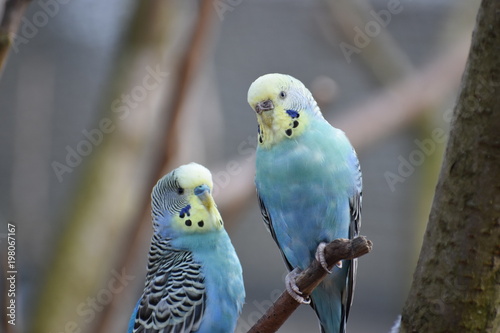 Closeup of two colorful blue budgies sitting on a tree branch in a park in Kassel, Germany