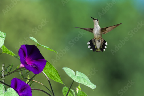 Hummingbird and Morning Glory
