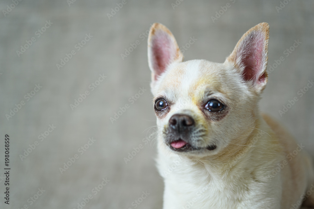 portrait of a chihuahua on a gray background