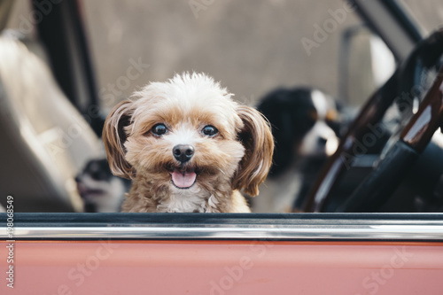 A smiling dog is watching here photo