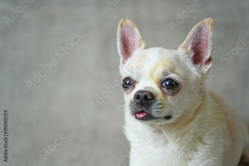 portrait of a chihuahua on a gray background © shymar27