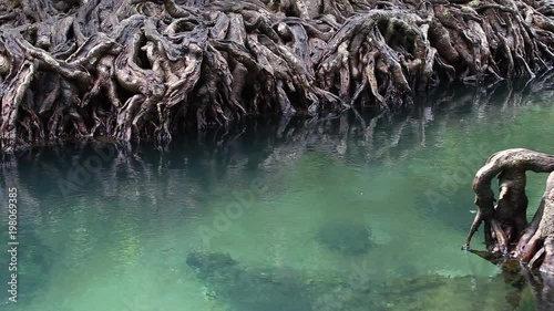 The clear green stream flows through the mangrove forest root.  In the midst of the shady and beautiful nature. Close up. Tha Pom Klong Song Nam beautiful and famous tourist destination in Krabi, Thai